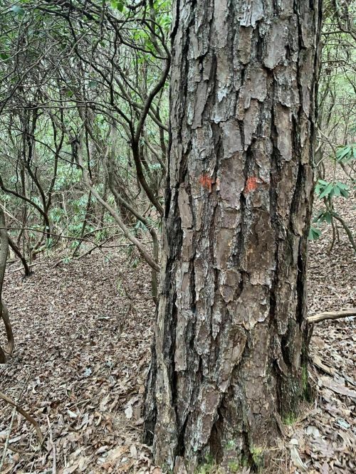 A close-up of a textured tree trunk in a wooded area, with faint orange markings and surrounding underbrush.