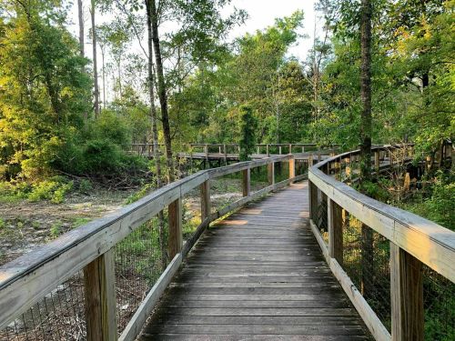 A winding wooden boardwalk through a lush green forest with trees and sunlight filtering through the leaves.