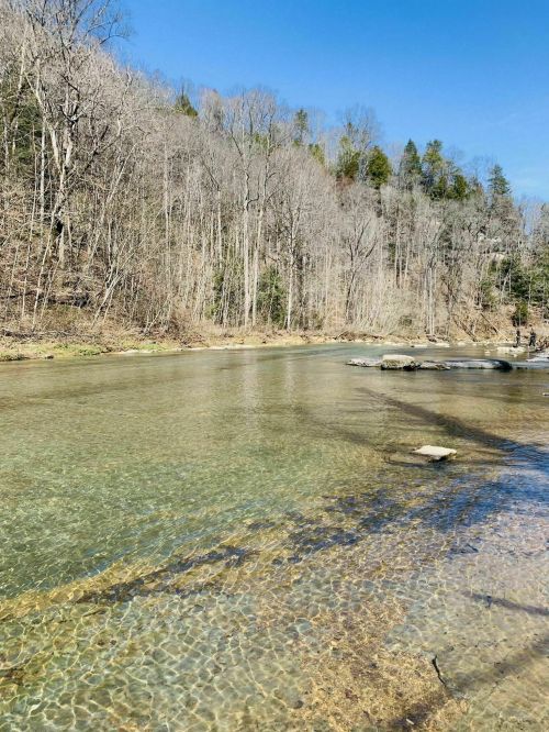 A clear river flows through a forested area, with bare trees lining the banks under a blue sky.