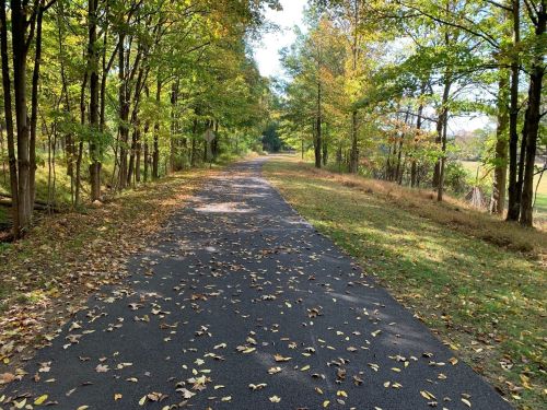 A peaceful, tree-lined path covered in fallen leaves, surrounded by greenery and sunlight filtering through the trees.