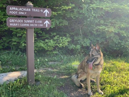 A dog sits beside a trail sign pointing to the Appalachian Trail and Greylock Summit, surrounded by greenery.