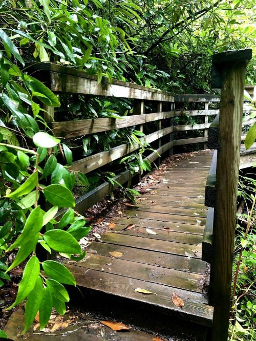 A wooden walkway surrounded by lush greenery and plants, leading through a natural setting.