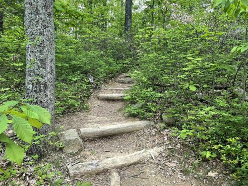 A winding dirt path with wooden steps surrounded by lush green foliage and trees.