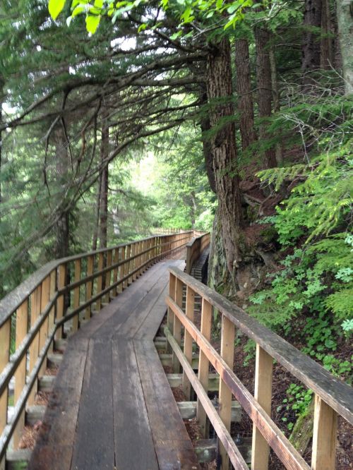 A wooden boardwalk winds through a lush forest, surrounded by tall trees and greenery.