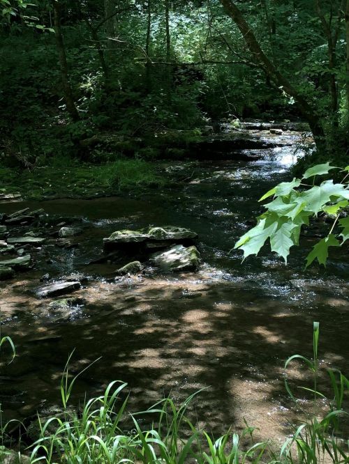 A serene stream flows through a lush, green forest, with sunlight filtering through the trees and reflecting on the water.