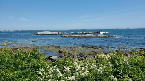 A serene coastal scene featuring rocky shores, blue water, and white flowers in the foreground under a clear sky.
