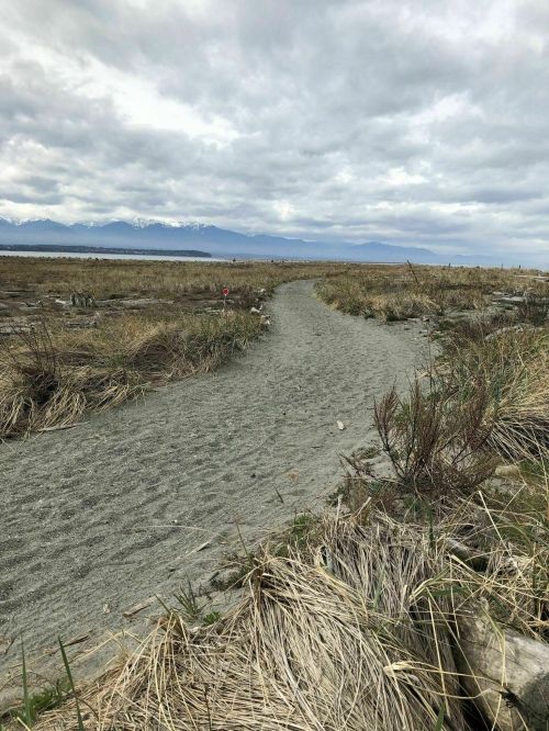 A sandy path winds through tall grass, leading towards distant mountains under a cloudy sky.