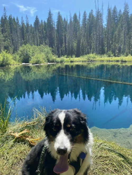 A black and white dog sits by a serene blue lake surrounded by lush green trees and clear blue skies.