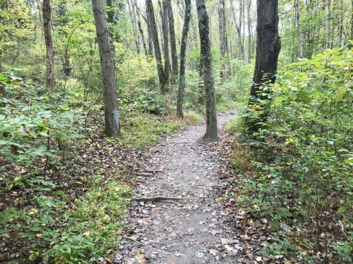 A winding dirt path through a lush, green forest with tall trees and scattered fallen leaves.