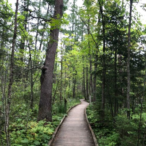 A wooden boardwalk winding through a lush green forest with tall trees and dense foliage.