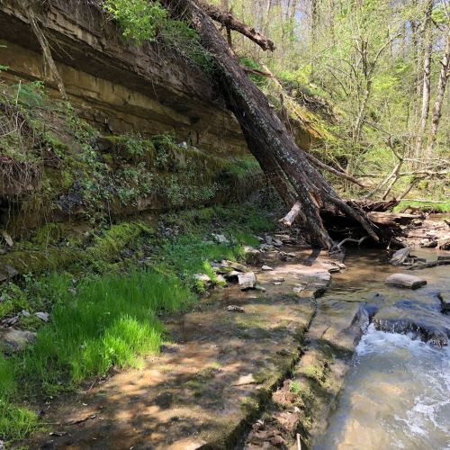 A serene creek flows beside a rocky bank, with lush greenery and a fallen tree in a wooded area.