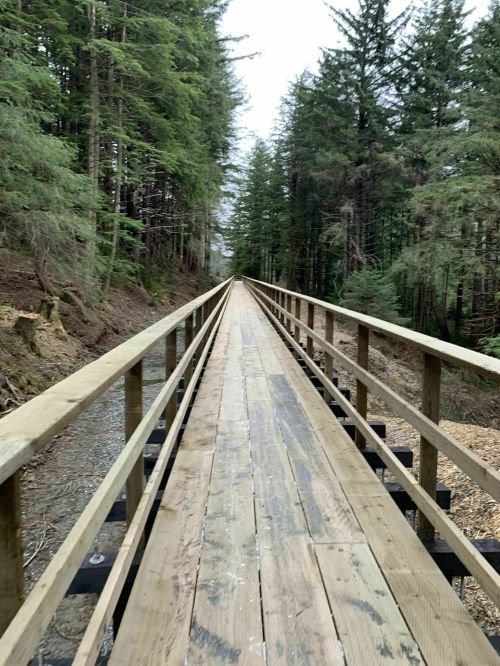 A wooden boardwalk stretches through a dense forest, surrounded by tall trees on either side.