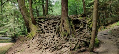 A forest scene featuring large trees with exposed, intricate roots and lush greenery surrounding a path.