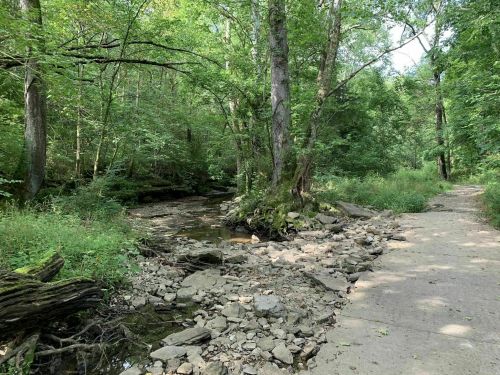 A serene forest path alongside a small stream, surrounded by lush green trees and rocky terrain.