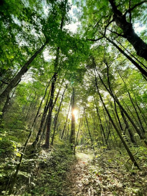 A sunbeam filters through tall trees in a lush green forest, illuminating a winding path.