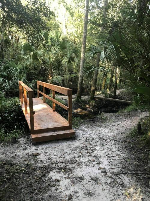 A wooden bridge over a small creek, surrounded by lush greenery and palm trees in a serene forest setting.
