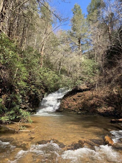A serene forest scene featuring a flowing creek and a small waterfall surrounded by lush greenery and trees.