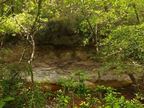 A serene forest scene with lush greenery and a small, muddy creek running through it.