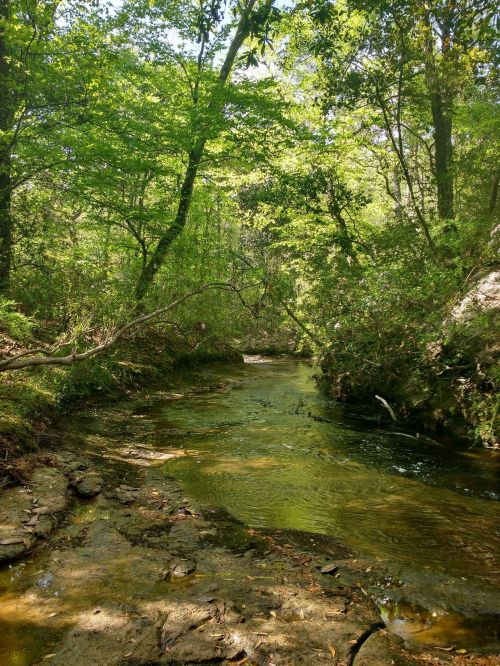 A serene forest scene featuring a winding creek surrounded by lush green trees and rocky banks.