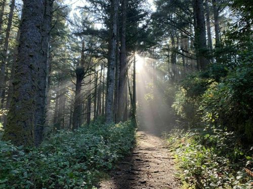Sunlight streams through tall trees along a misty forest path, creating a serene and tranquil atmosphere.
