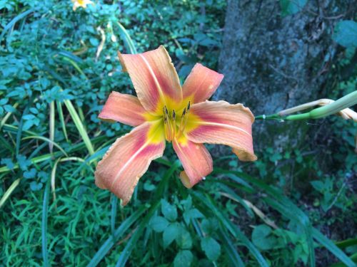 A vibrant orange lily flower with yellow accents, surrounded by lush green foliage.