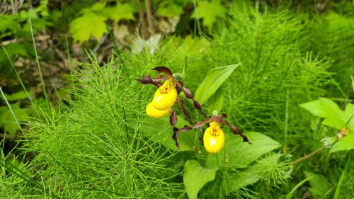 Two yellow lady's slipper orchids bloom among lush green foliage.