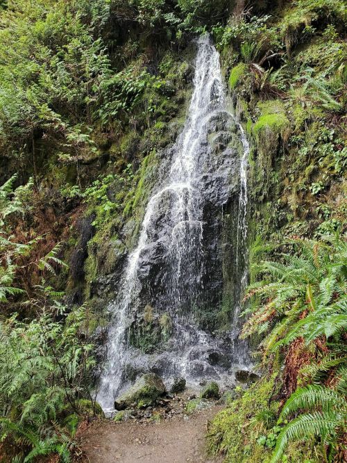 A small waterfall cascades down a mossy rock face, surrounded by lush green ferns and foliage.