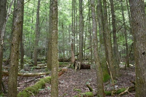 A dense forest with tall trees, moss-covered ground, and fallen logs, creating a serene natural environment.