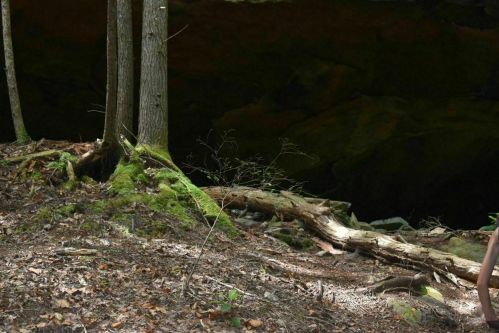 A forest scene with trees, moss-covered ground, and a dark cave entrance in the background.