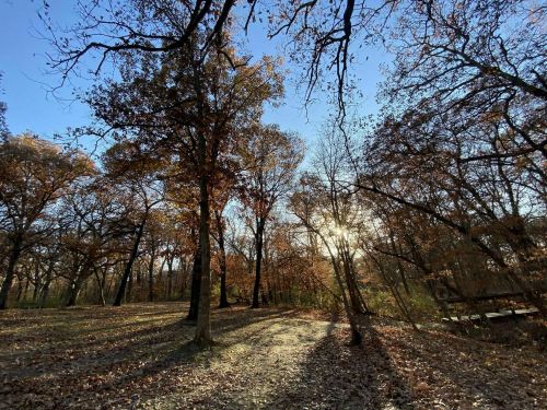 A serene forest scene with autumn trees, golden leaves, and sunlight filtering through branches against a clear blue sky.