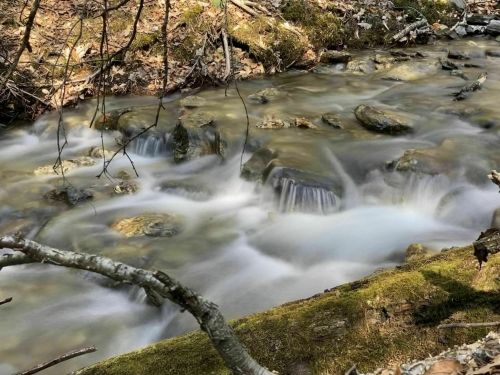 A serene stream flows over smooth stones, surrounded by moss and bare branches in a tranquil forest setting.