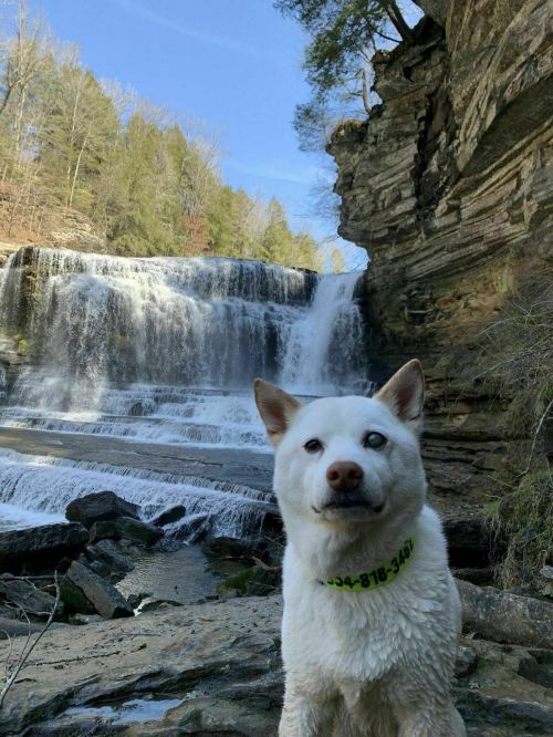 A white dog stands in front of a waterfall, surrounded by rocky terrain and lush greenery under a clear blue sky.