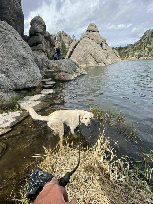 A yellow dog wades in shallow water near rocky formations, with a person in the background and cloudy skies above.