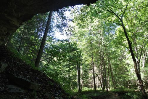 A lush forest scene with tall trees and sunlight filtering through the leaves, viewed from under a rocky overhang.