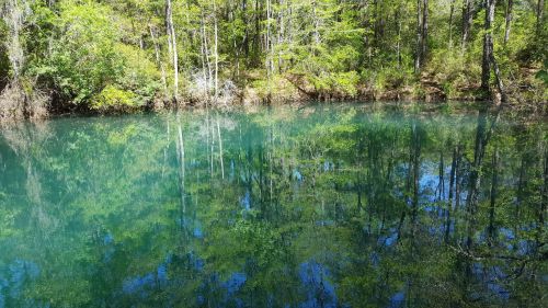 A serene pond surrounded by lush greenery, reflecting trees and blue sky in its calm, clear water.