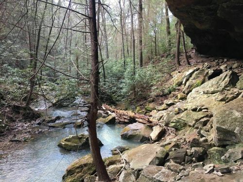 A serene forest scene with a stream flowing over rocks, surrounded by trees and a rocky overhang.