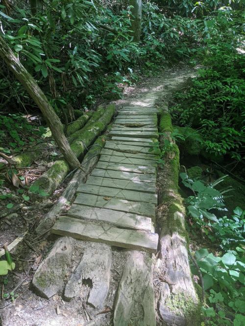 A rustic wooden bridge made of logs and planks, surrounded by lush greenery in a forested area.