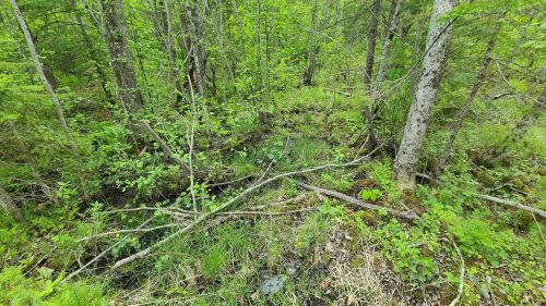 Lush green forest with dense trees, underbrush, and fallen branches, creating a natural, serene environment.