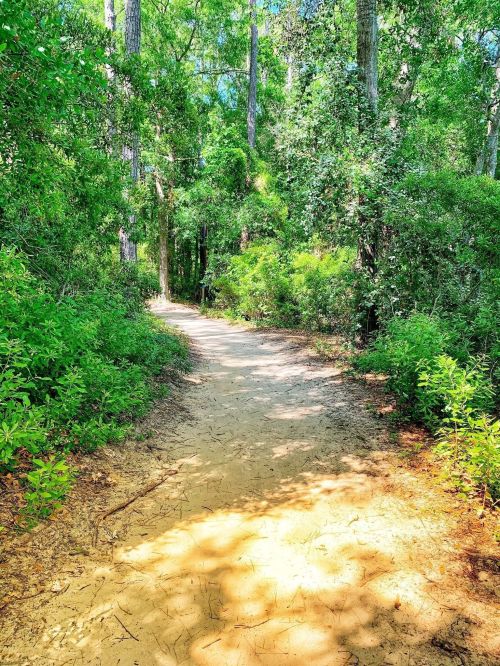 A sandy path winds through a lush, green forest with tall trees and vibrant foliage on either side.