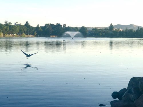A serene lake at sunrise with a bird flying over the water and a fountain in the background.
