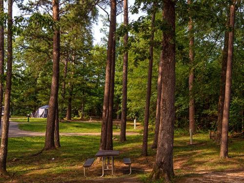 A serene campsite surrounded by tall trees, featuring a picnic table and a tent in the background.