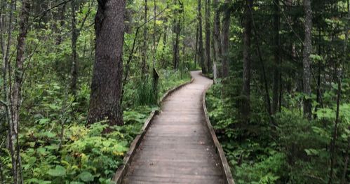 A winding wooden path through a lush green forest, surrounded by trees and foliage.