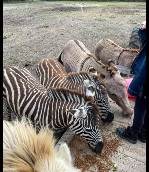 A group of zebras and a horse gather around a person, eagerly looking for food on a wooden platform.