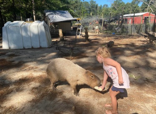 A young girl feeds a capybara in a sandy outdoor area with animals and structures in the background.