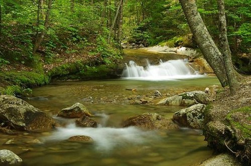 A serene forest scene featuring a flowing river with smooth rocks and lush greenery surrounding the water.
