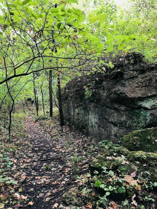 A narrow trail winds through a lush green forest, flanked by rocky outcrops and scattered autumn leaves.