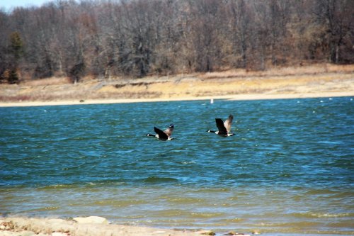 Two ducks flying over a shimmering blue lake with a wooded shoreline in the background.