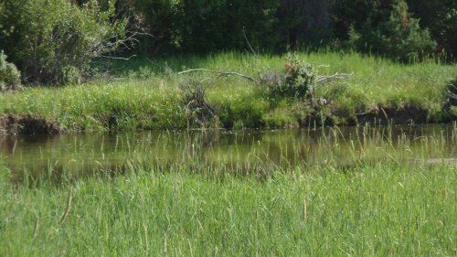 A serene landscape featuring a calm stream surrounded by lush green grass and scattered shrubs.