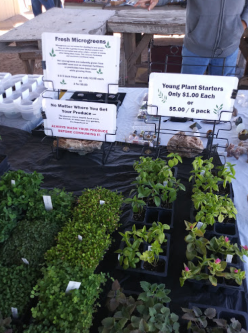 A market stall displays fresh microgreens and young plant starters with pricing signs on a black tablecloth.
