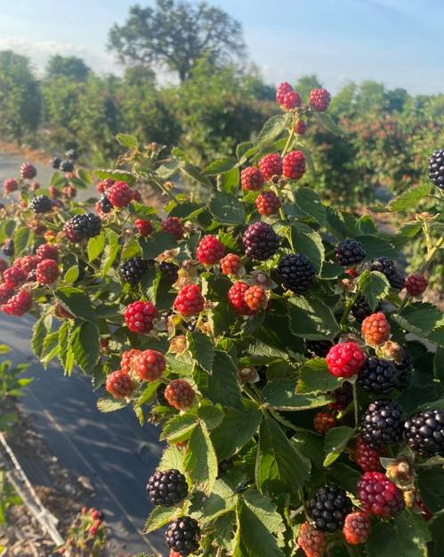 A close-up of blackberry bushes with ripe black and red berries against a sunny background.